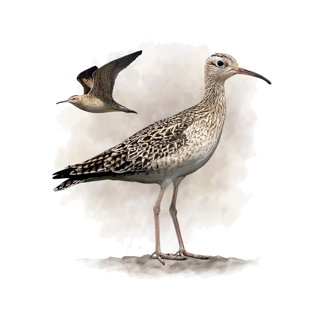 Numenius minutus Gould, 1841