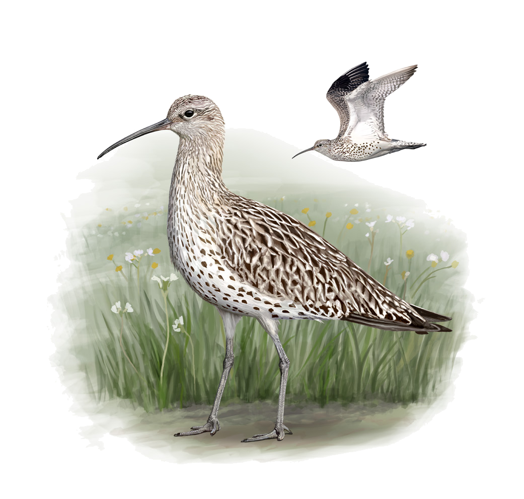 Numenius tenuirostris Vieillot, 1817