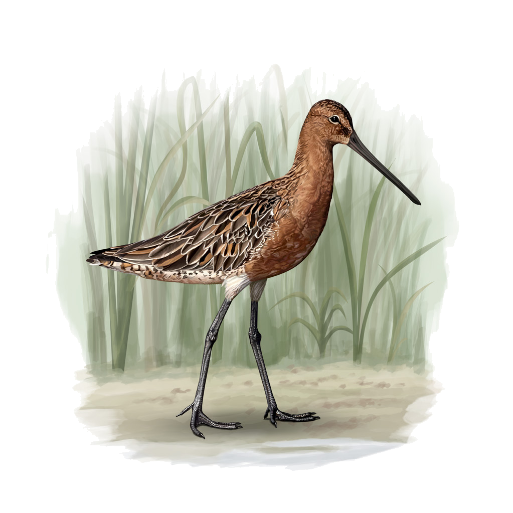 Limnodromus semipalmatus (Blyth, 1848)