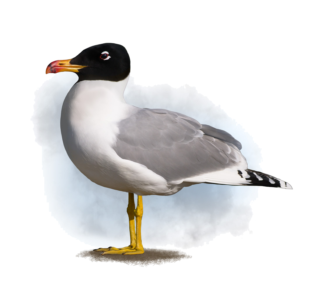 Larus ichthyaetus Pallas, 1773