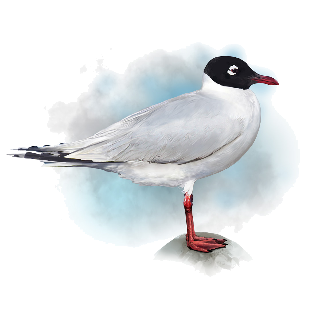 Larus relictus Lönnberg, 1931