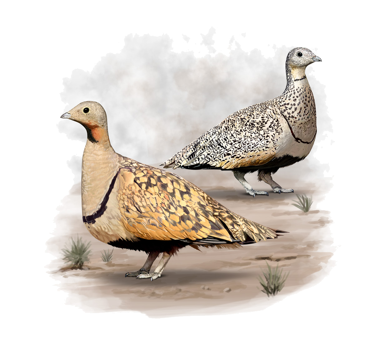 Pterocles orientalis (Linnaeus, 1758)