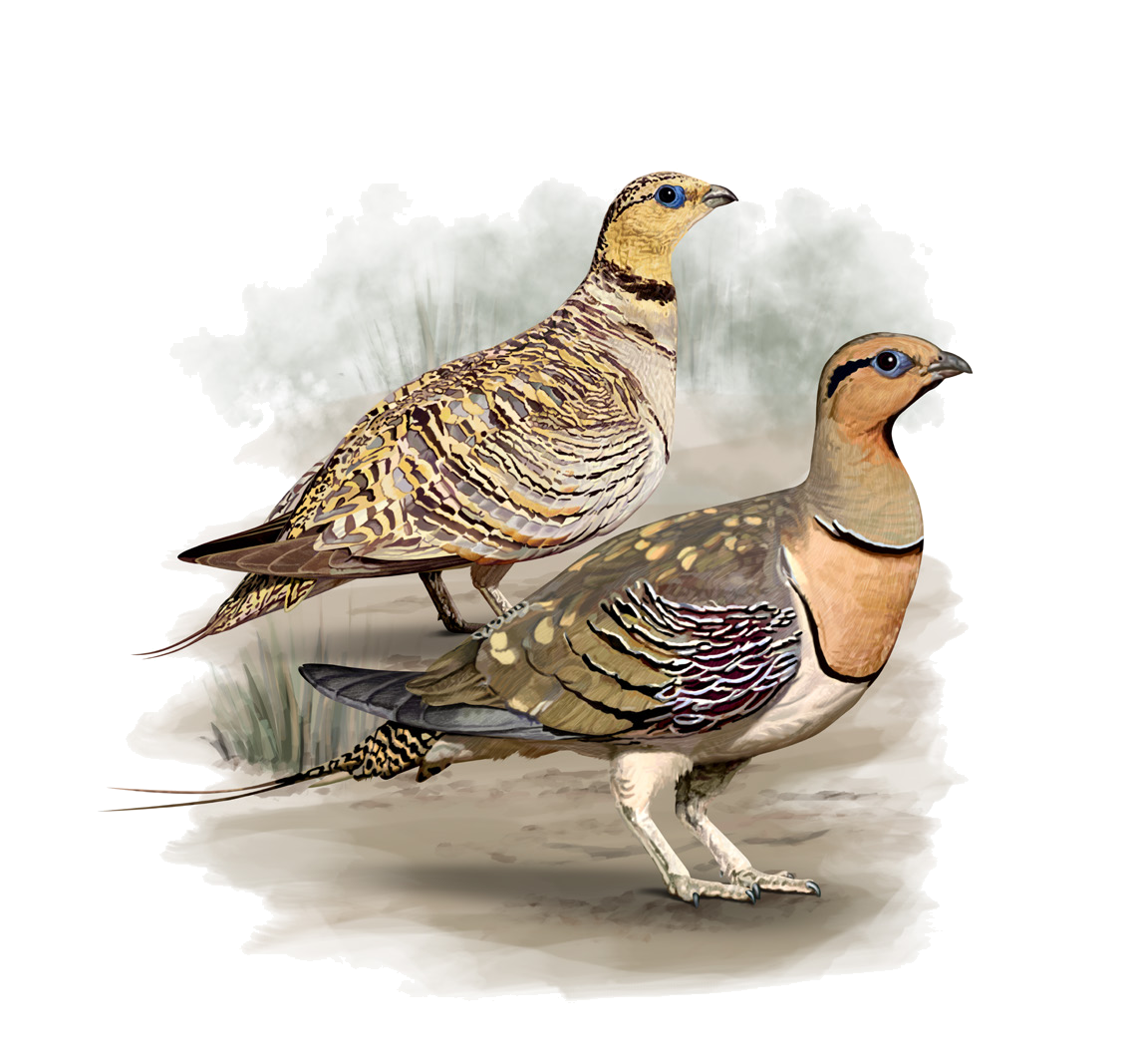 Pterocles alchata (Linnaeus, 1766)