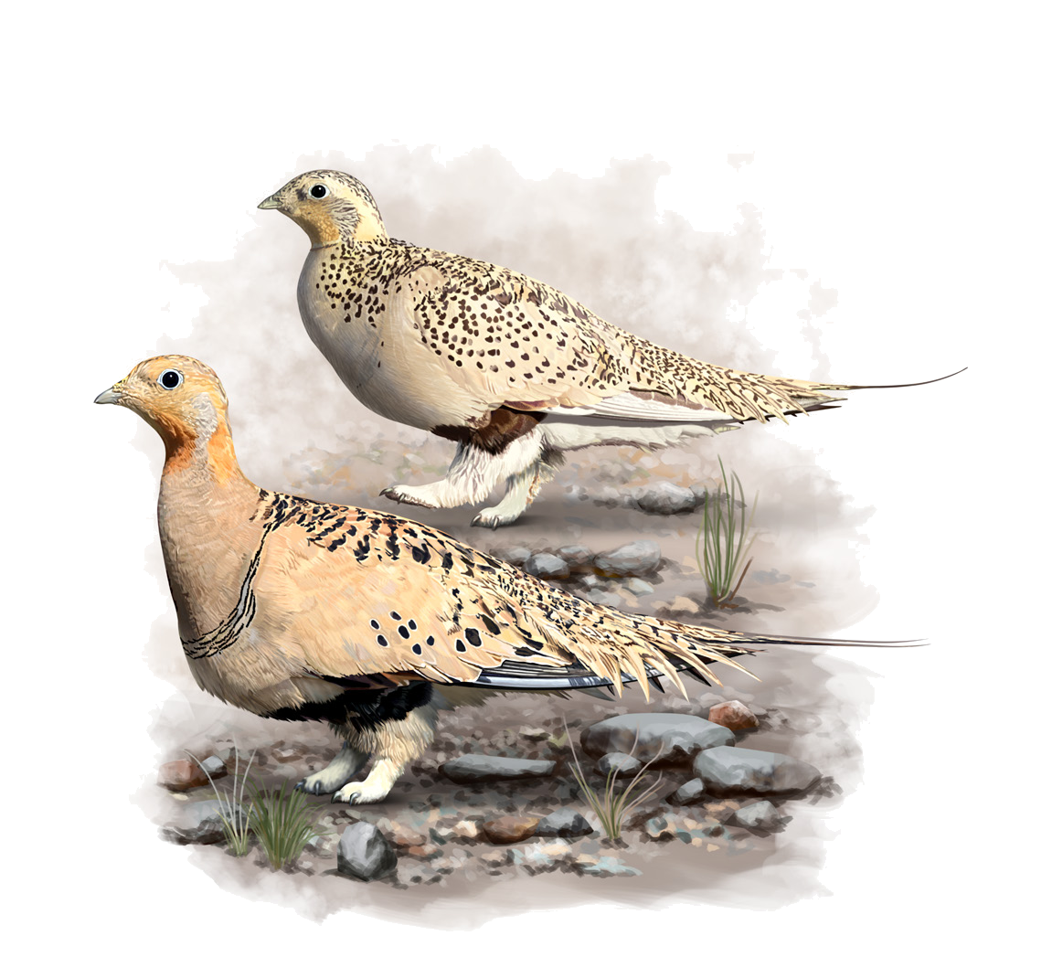 Syrrhaptes paradoxus (Pallas, 1773)