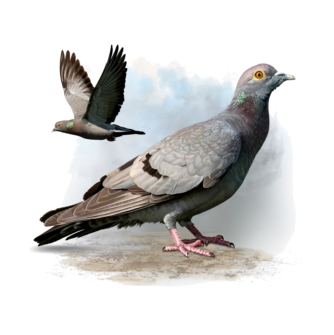 Columba eversmanni (Bonaparte, 1856)