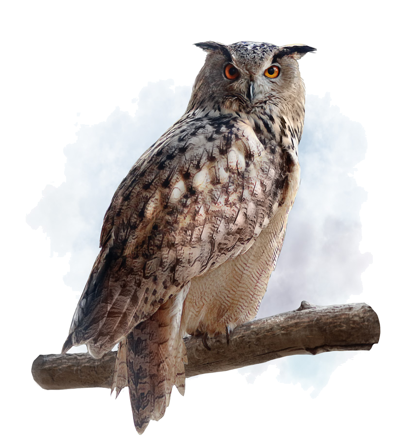 Bubo bubo (Linnaeus, 1758)