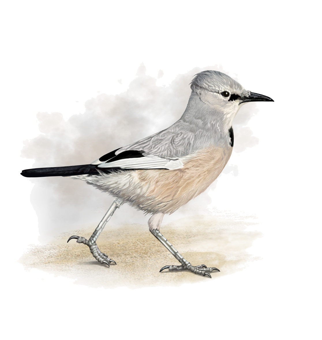 Podoces panderi ilensis Menzbier et Schnitnikov, 1915