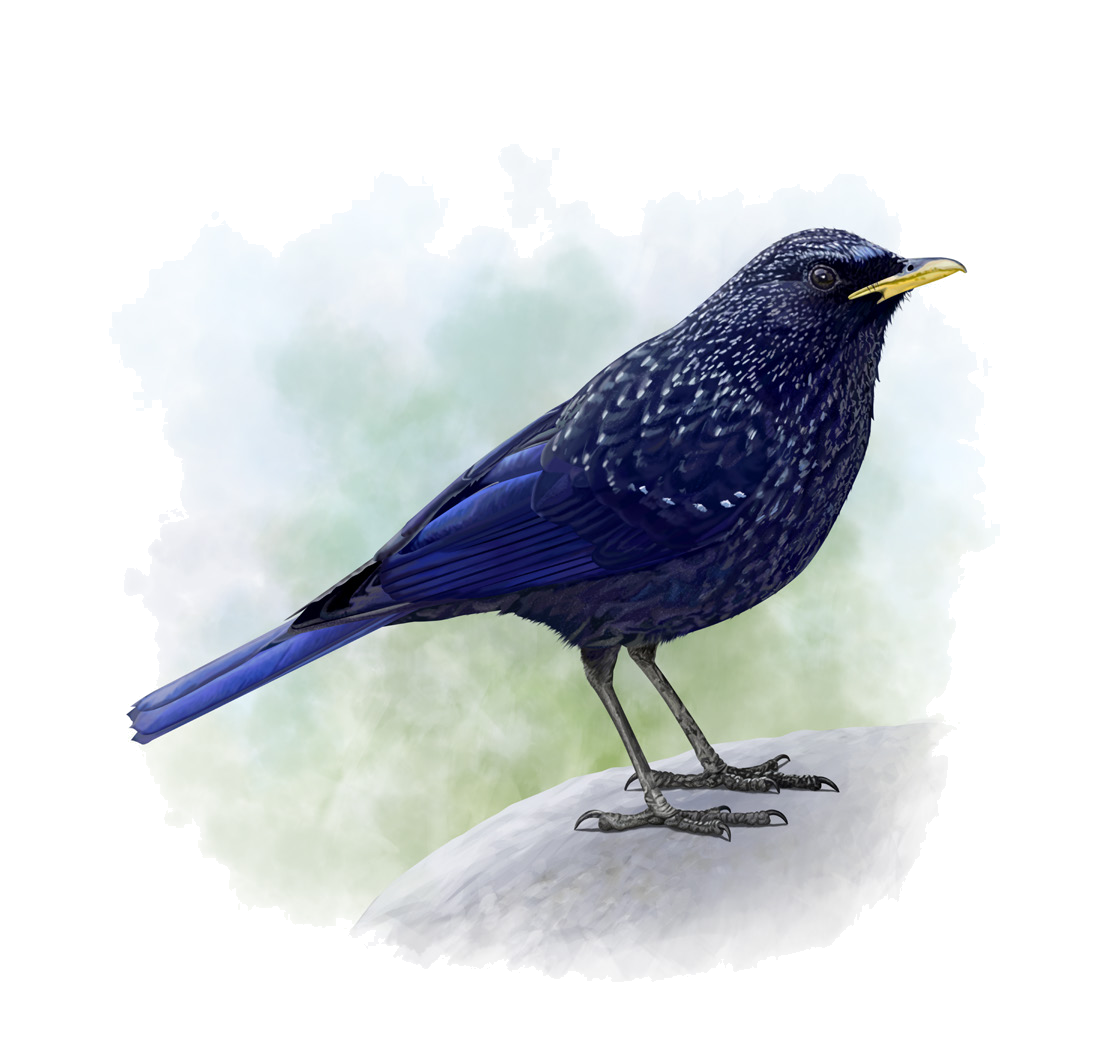 Myophonus caeruleus (Scopoli, 1786)