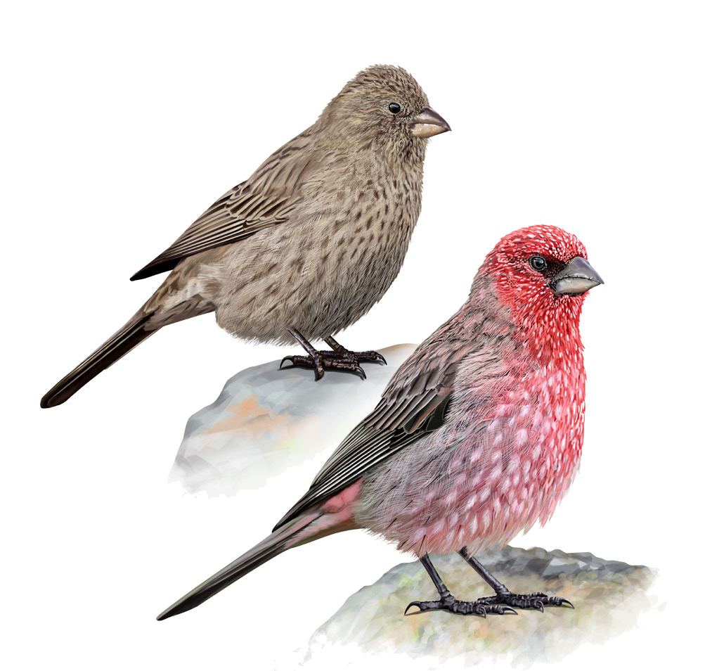 Carpodacus rubicilla (Güldenstädt, 1775)