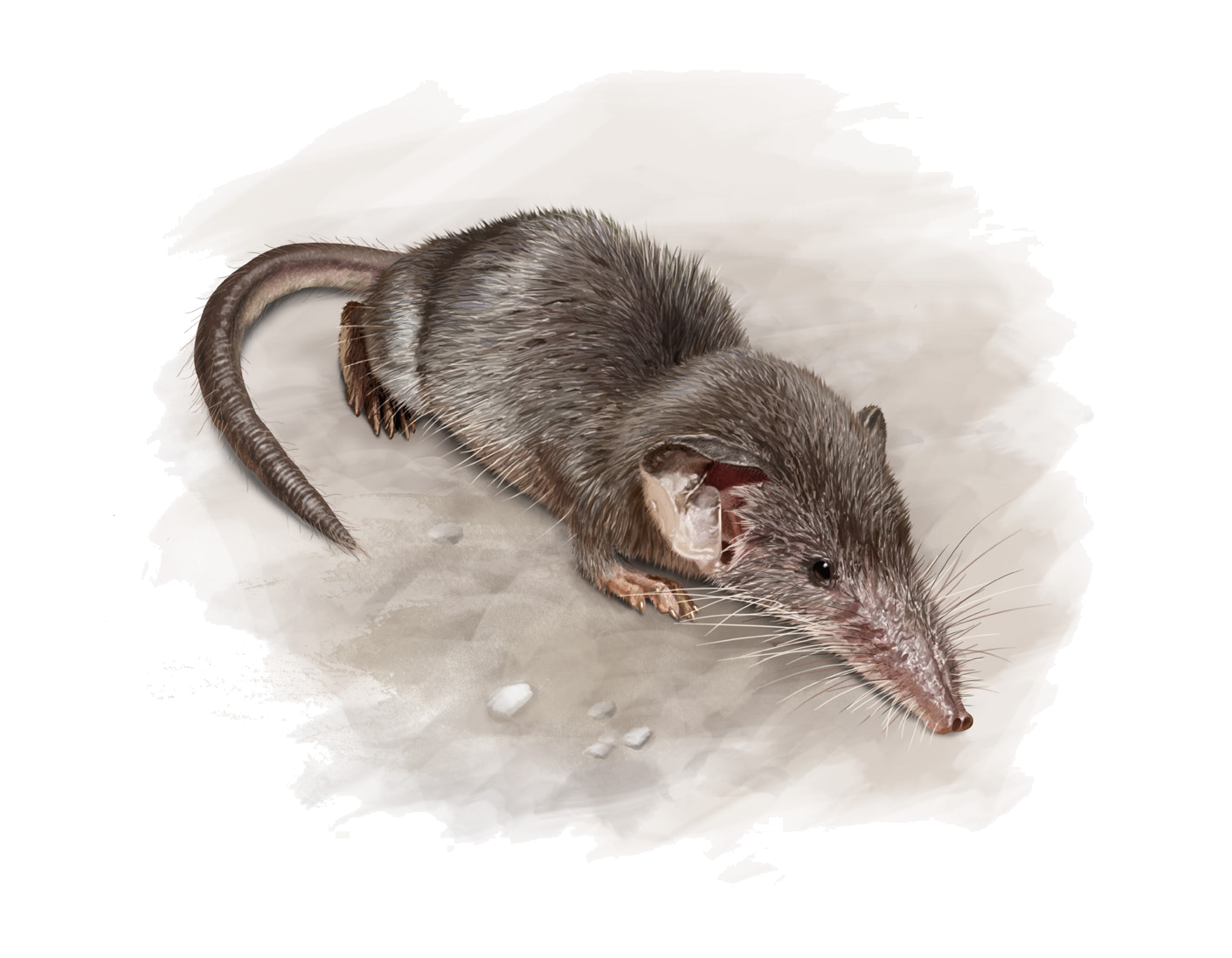 Suncus etruscus (Savi, 1822)