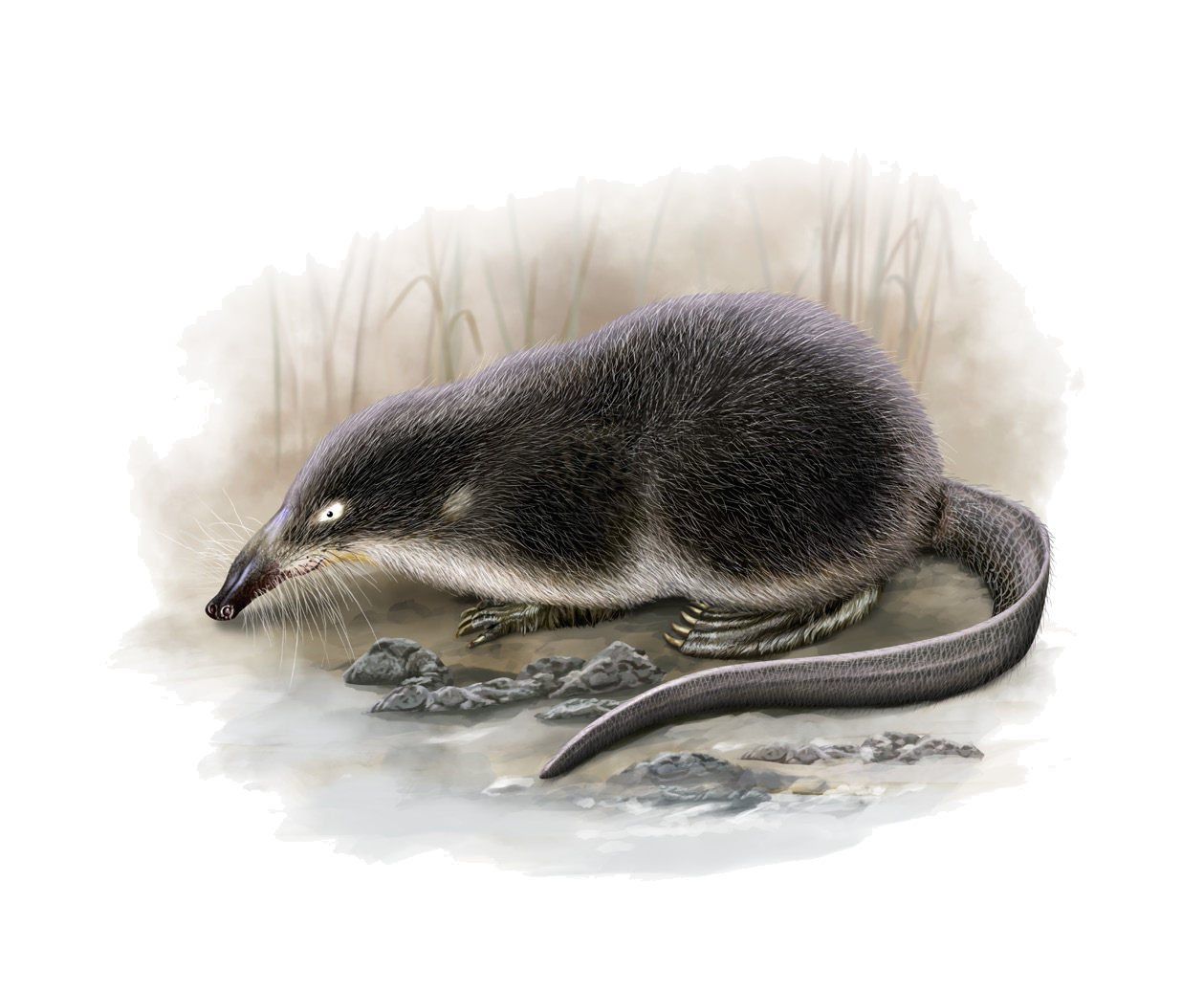 Desmana moschata (Linnaeus, 1758)