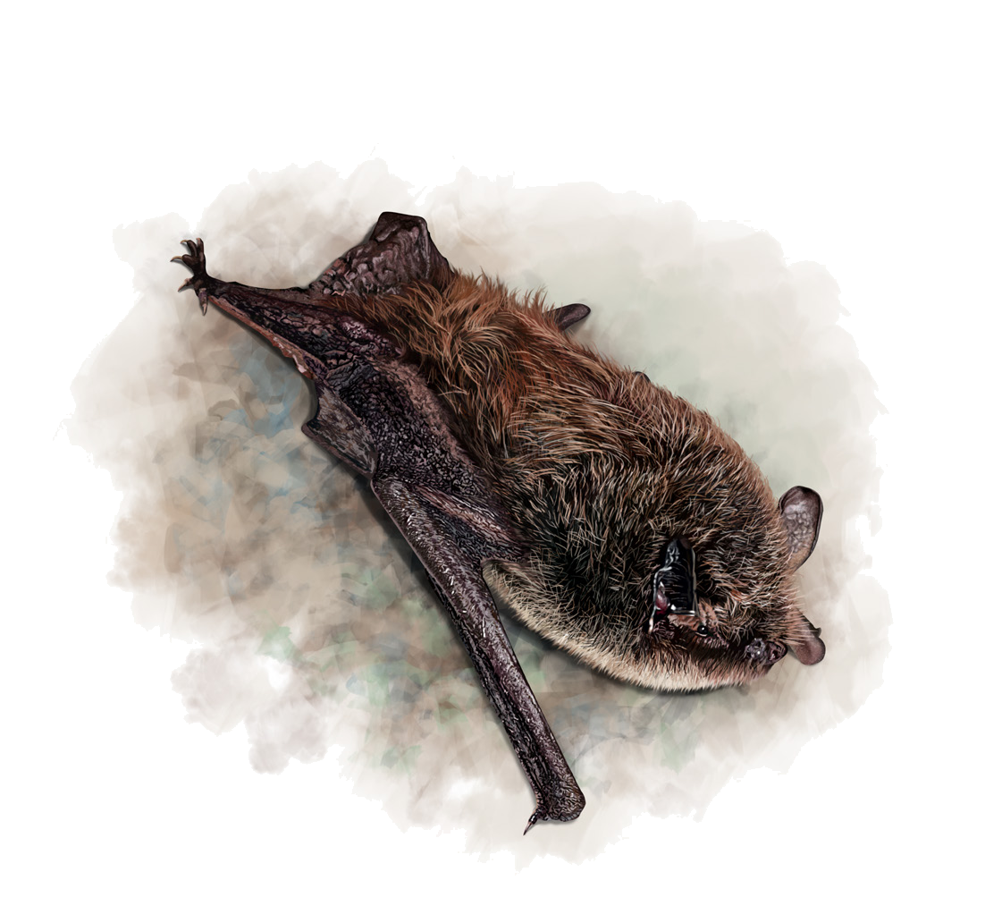 Myotis ikonnikovi Ognev, 1911