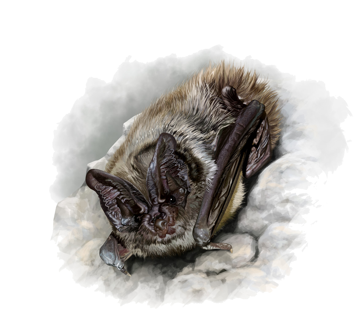 Barbastella leucomelas (Cretzschmar, 1826)