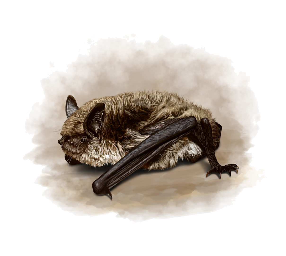 Eptesicus bobrinskii Kuzyakin, 1935