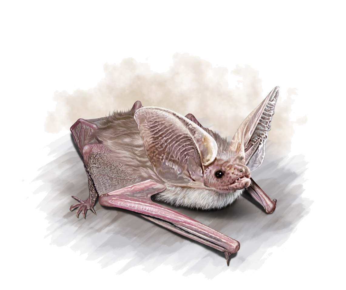 Otonycteris hemprichii Severtzov, 1873