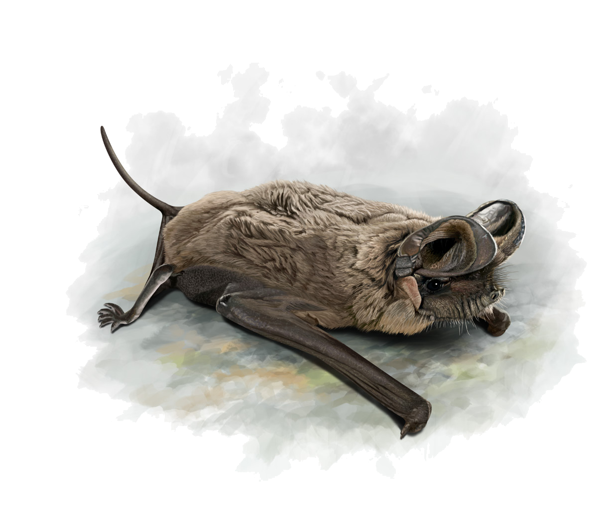 Tadarida teniotis (Rafinesque, 1814)