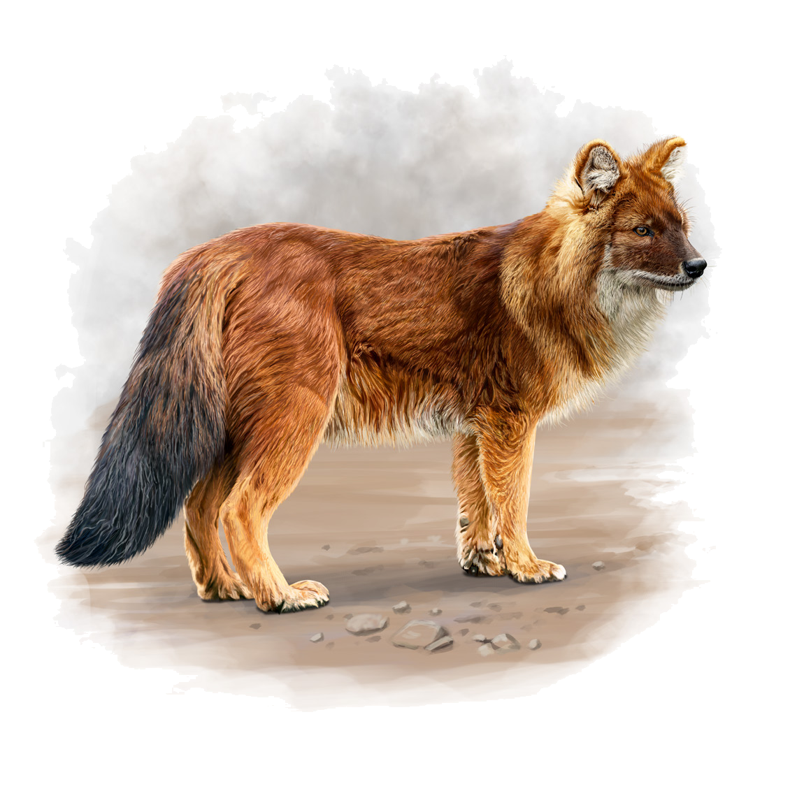 Cuon alpinus (Pallas, 1811)