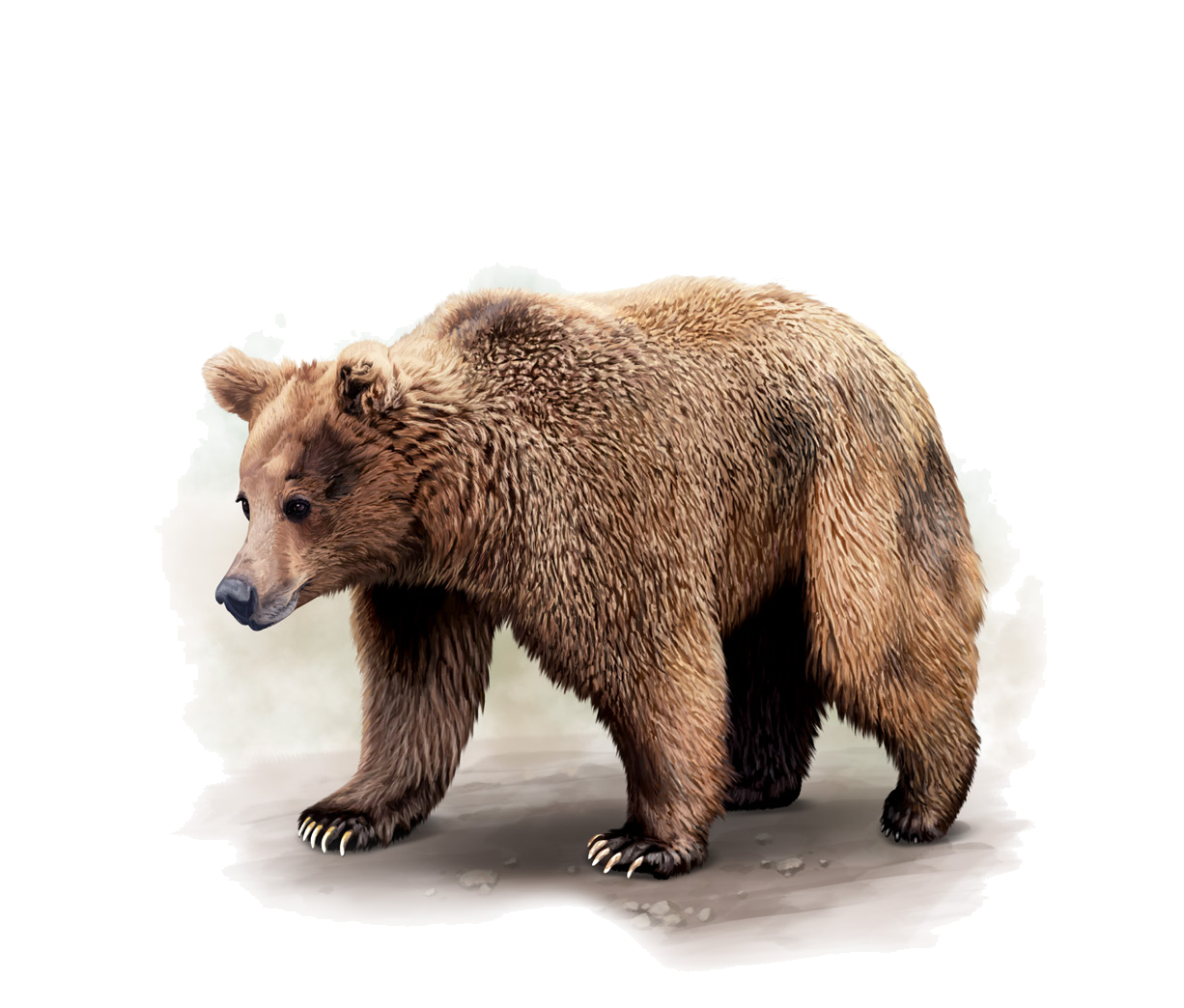 Ursus arctos isabellinus Horsfield, 1826