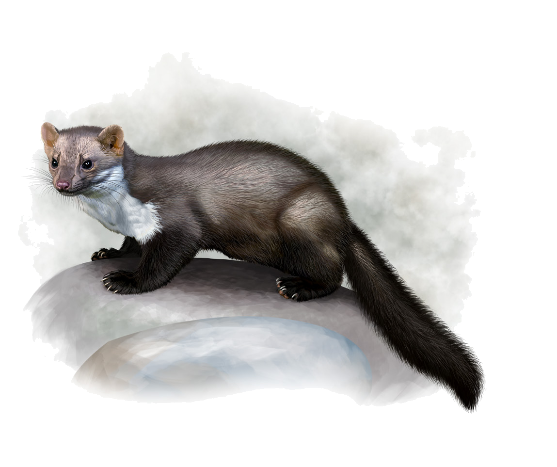 Martes foina (Erxleben, 1777)