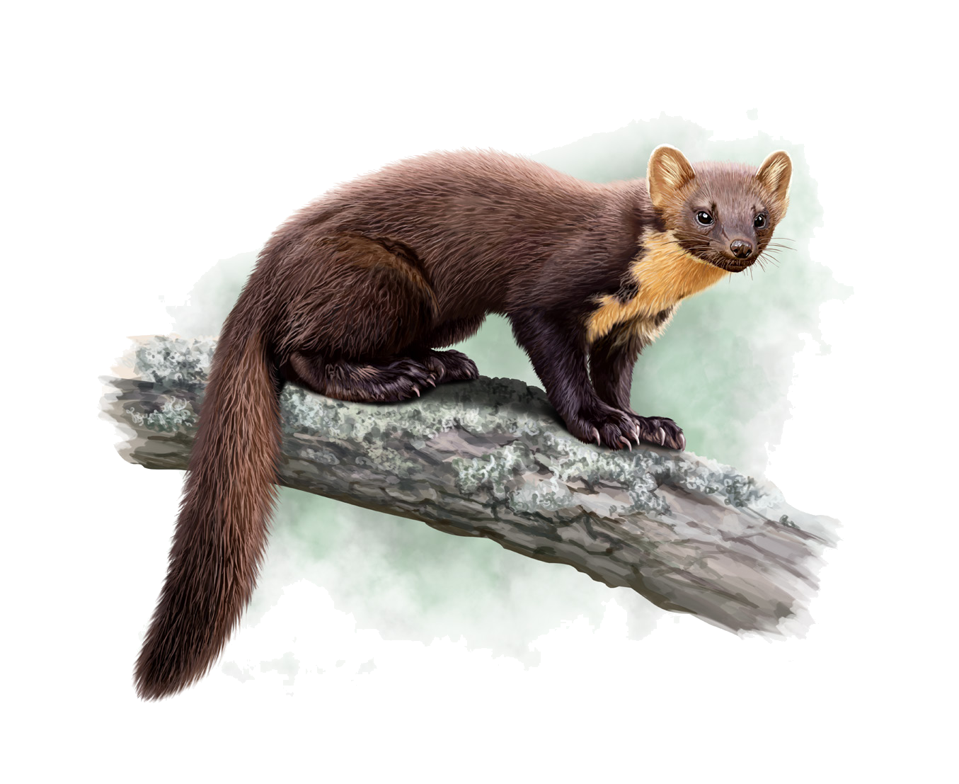 Martes martes Linnaeus, 1758