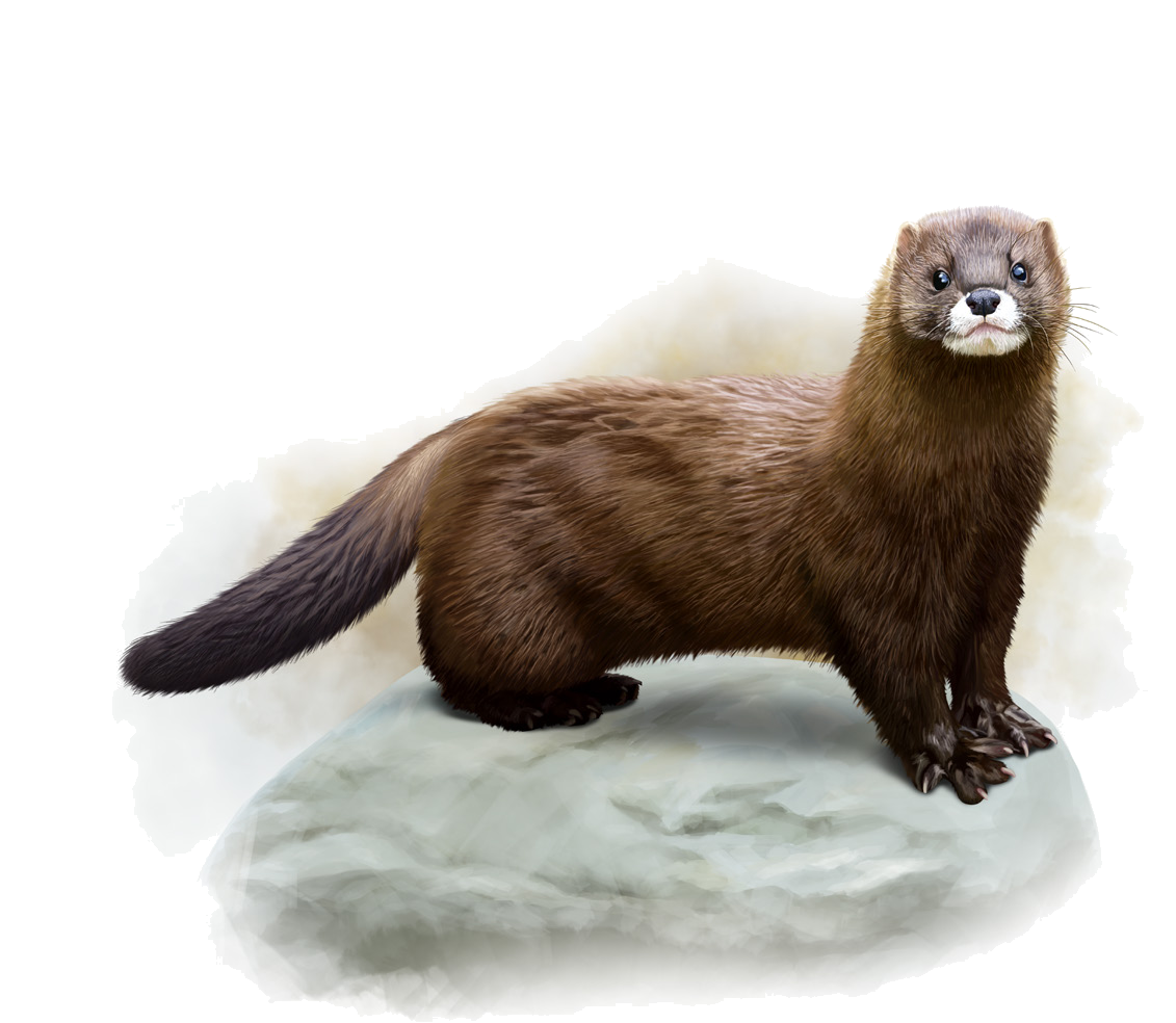 Mustela lutreola (Linnaeus, 1761)