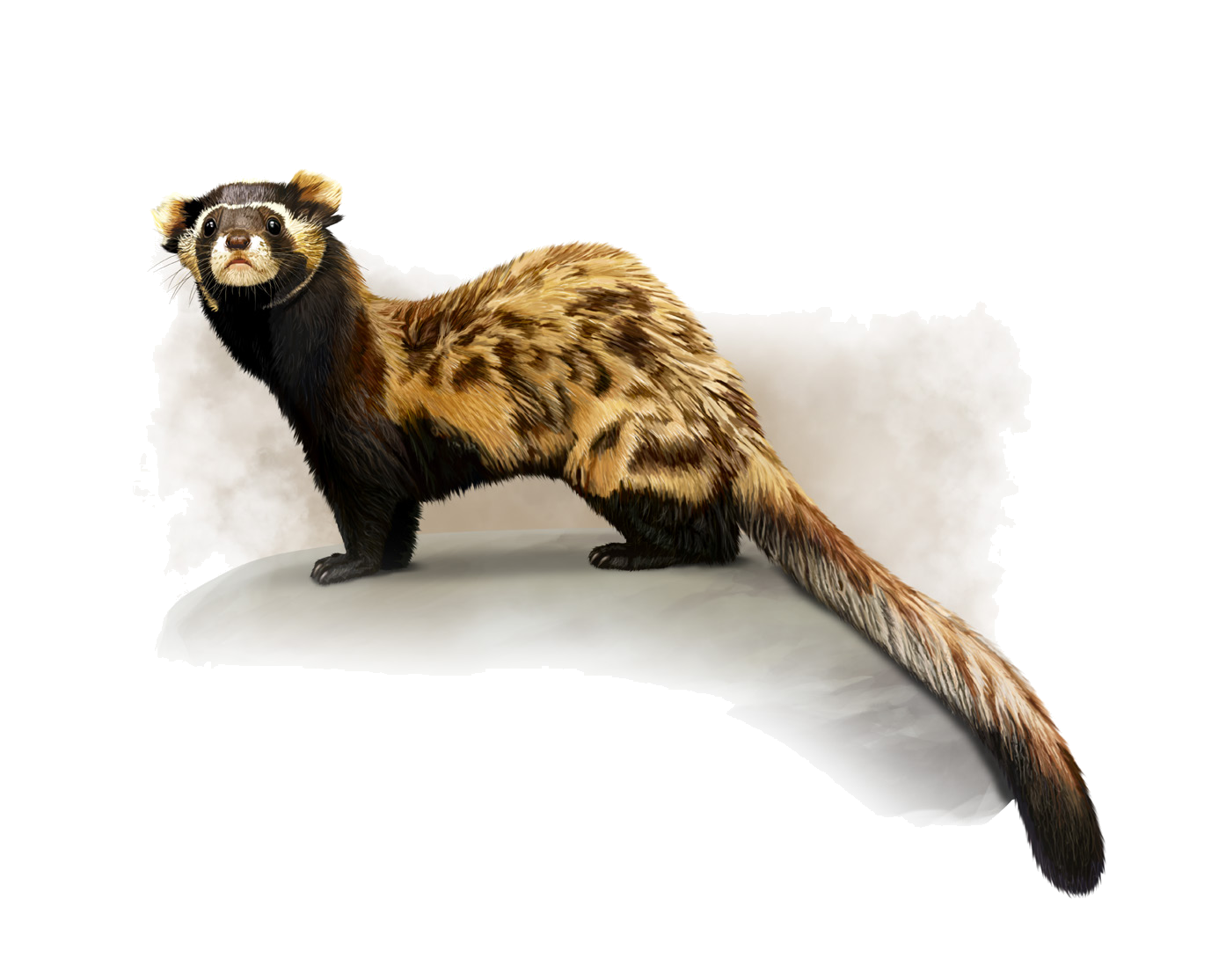 Vormela peregusna (Güldenstädt, 1770)