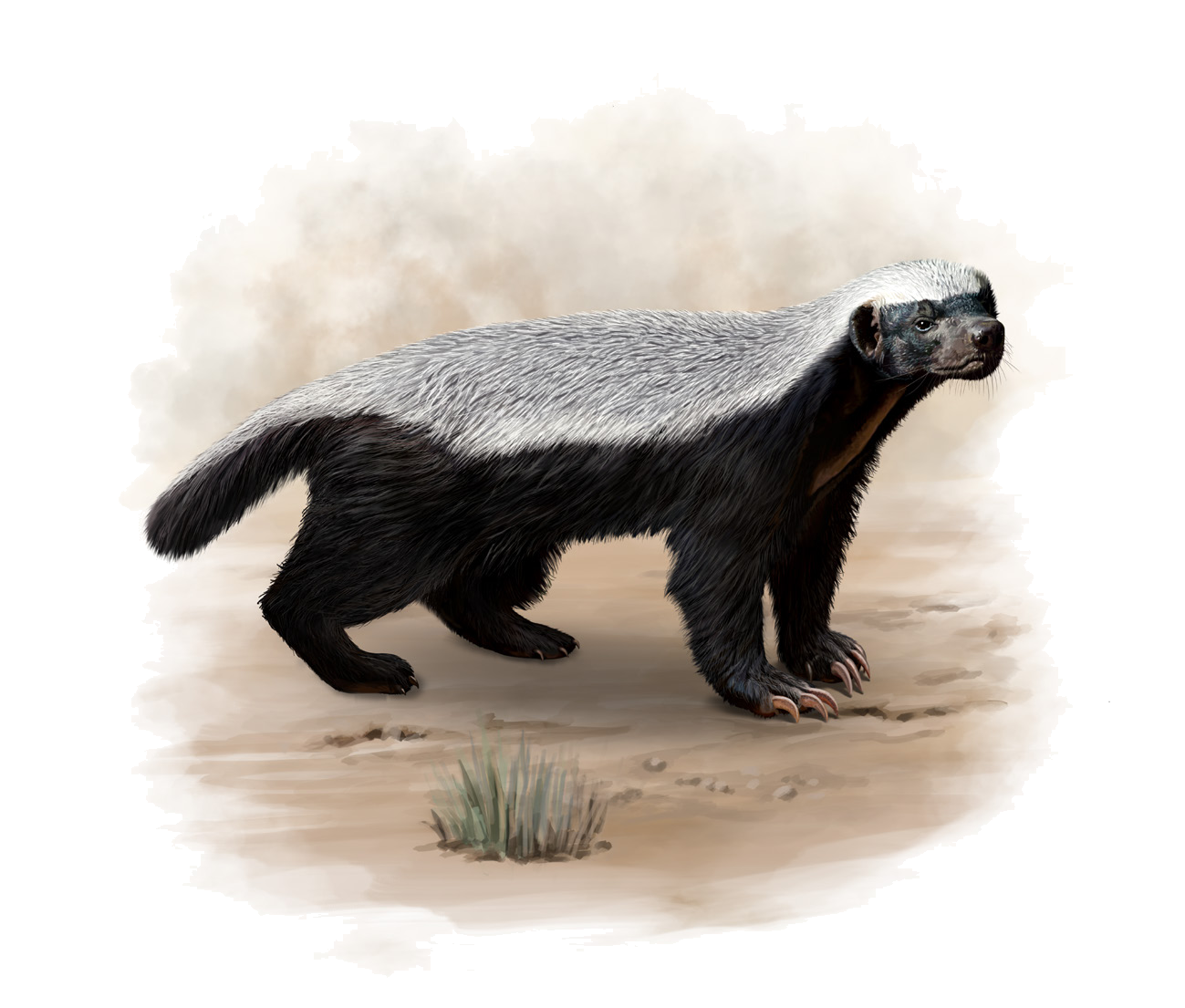 Mellivora capensis Schreber, 1776