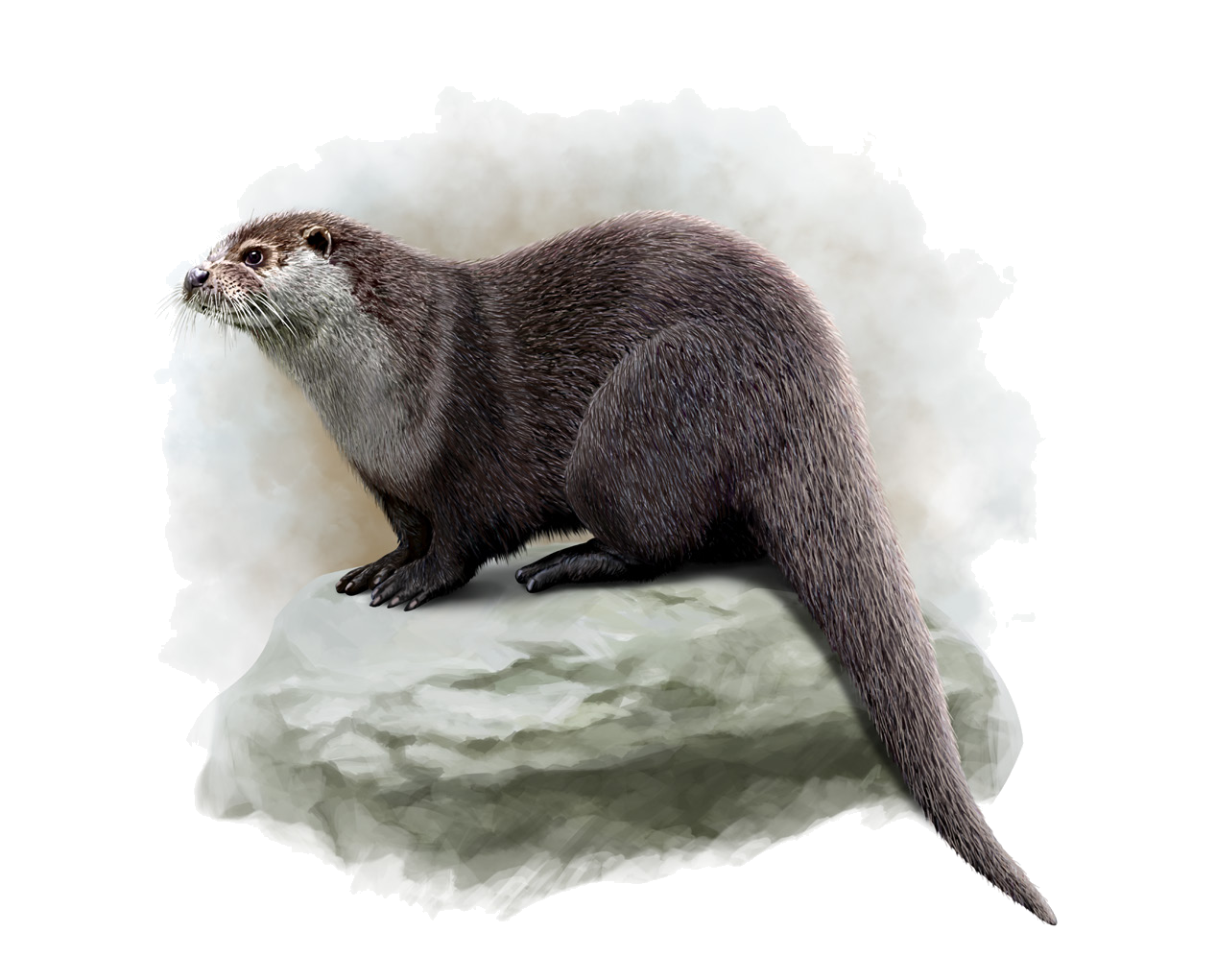 Lutra lutra seistanica Birula, 1912