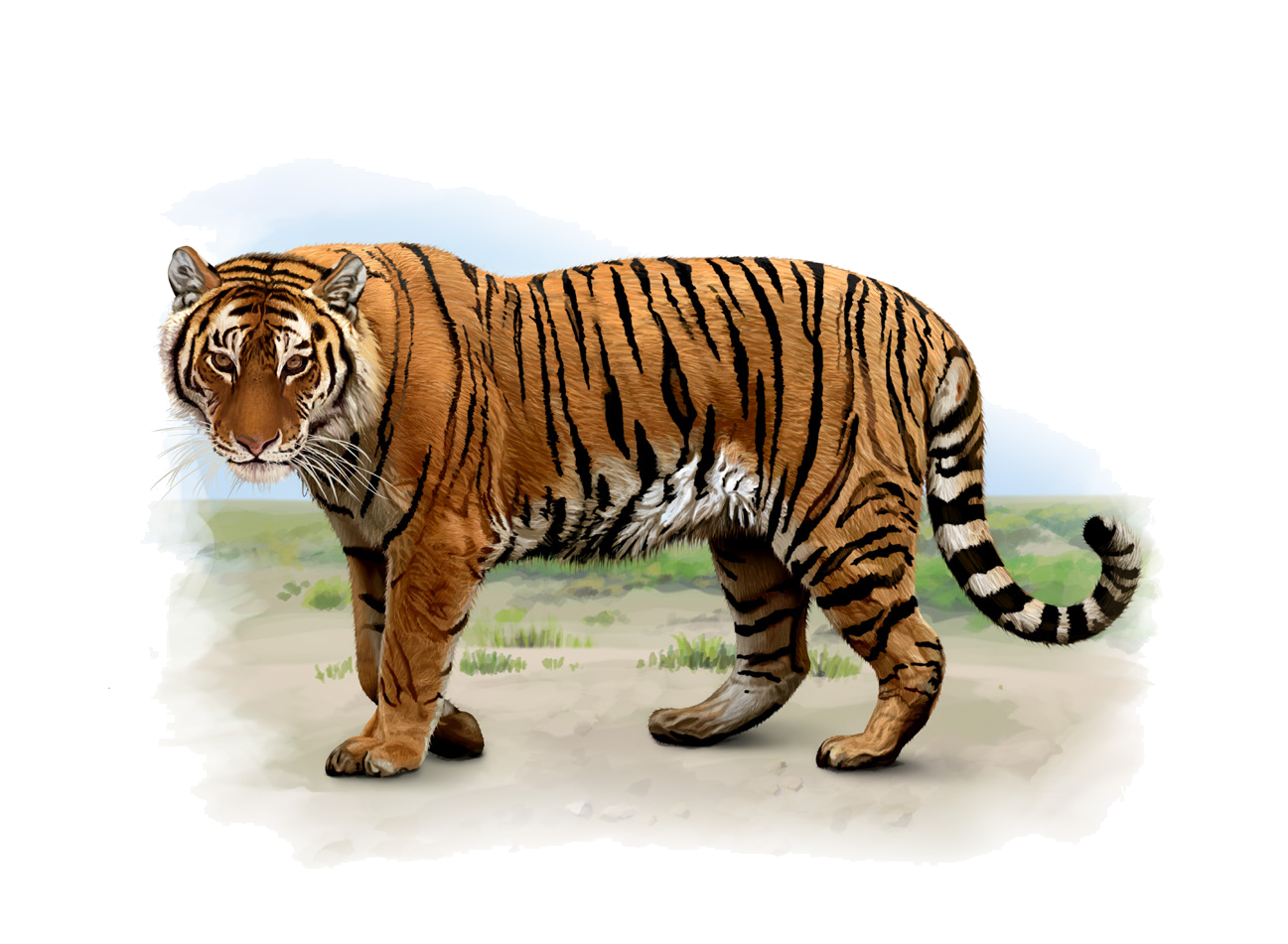 Panthera tigris (Linnaeus, 1758)