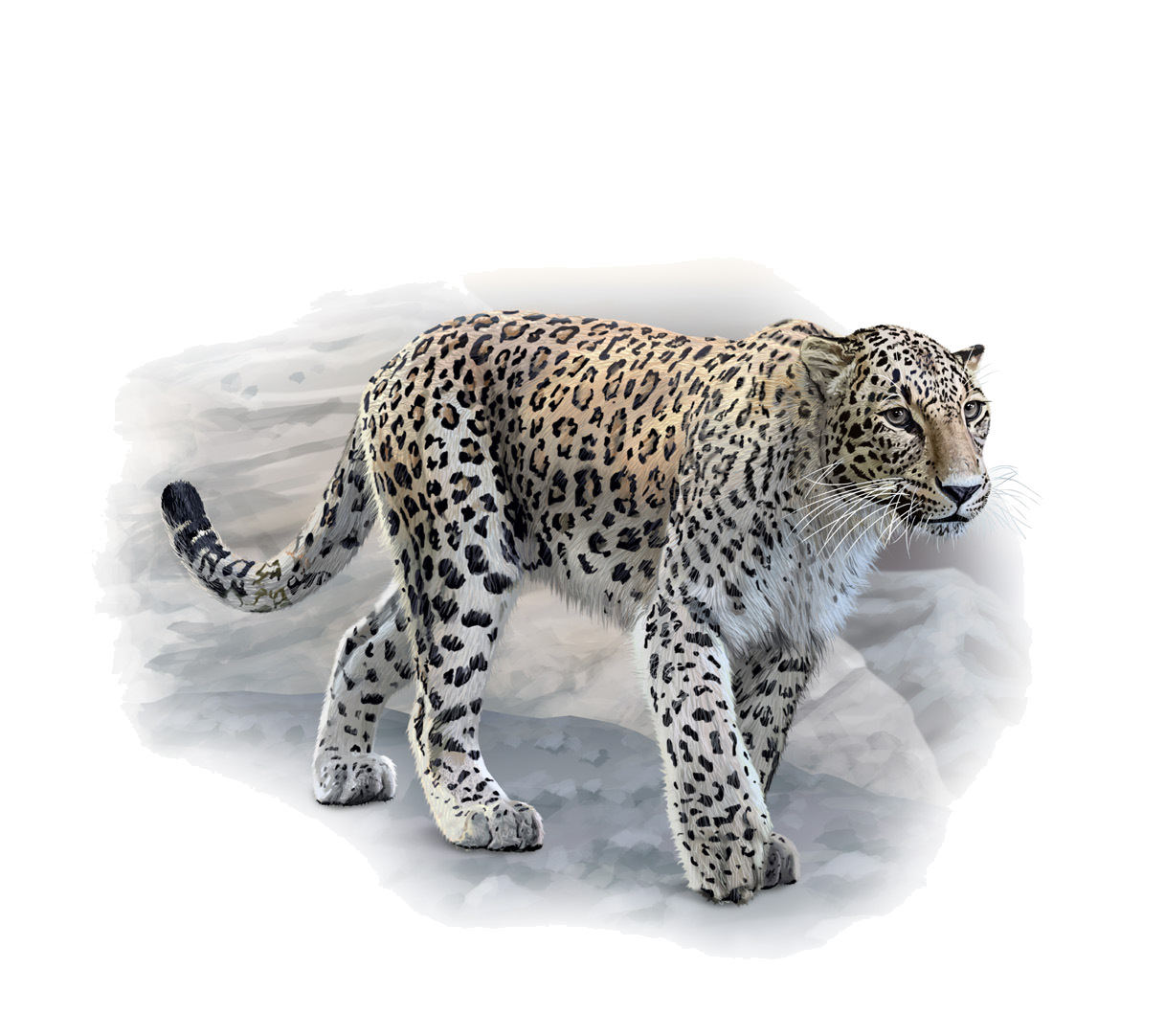 Panthera pardus tulliana (Valenciennes, 1856)