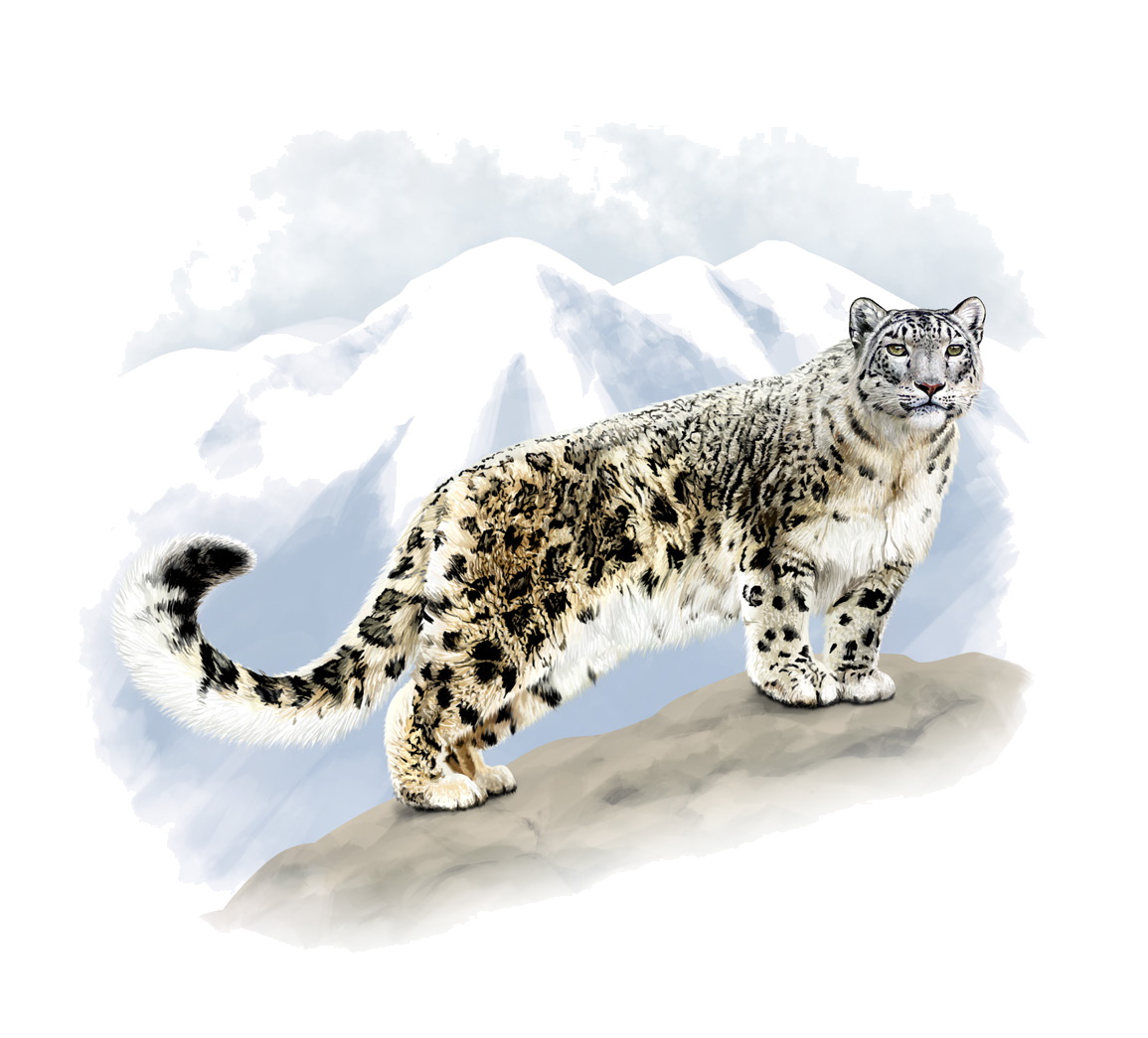 Panthera uncia (Schreber, 1775)