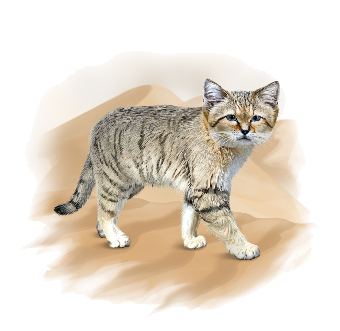 Felis margarita Loche, 1858