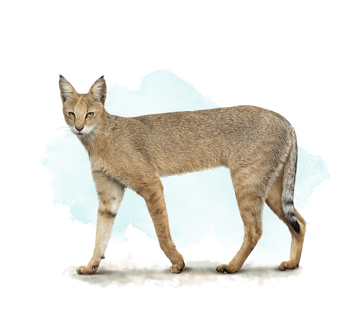 Felis chaus Schreber, 1777