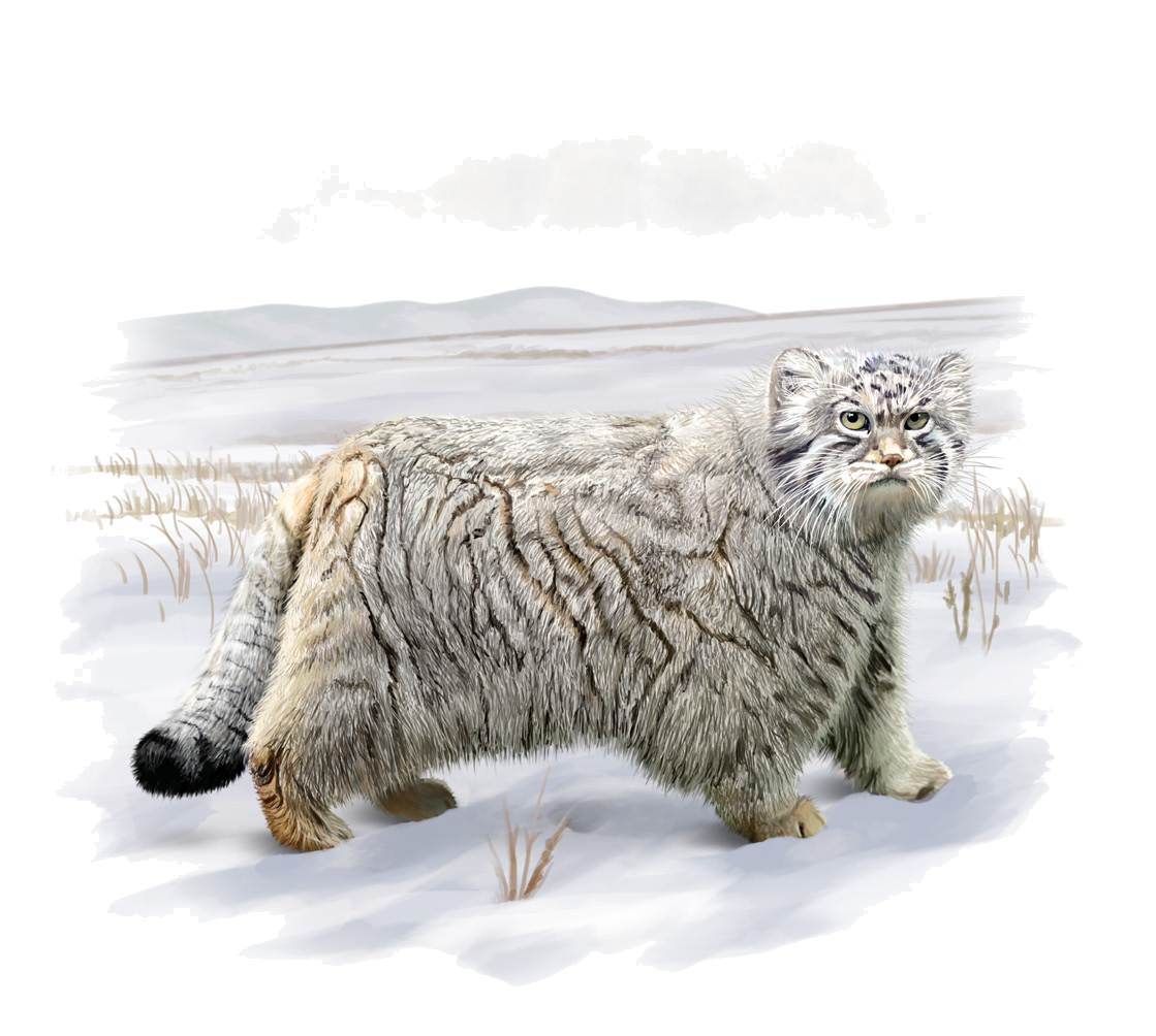 Otocolobus manul (Pallas, 1776)