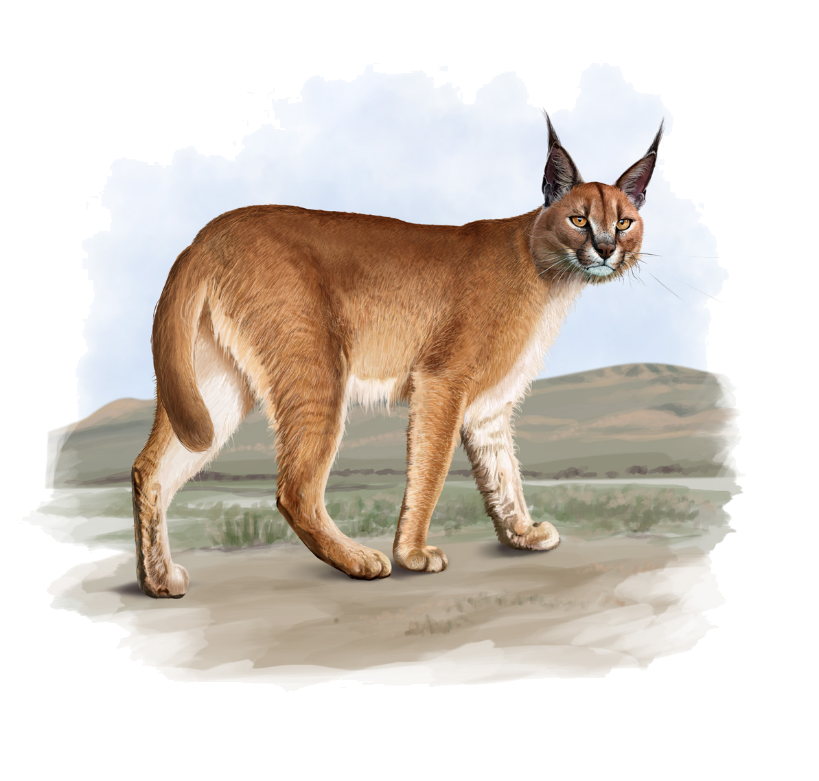 Caracal caracal (Schreber, 1776)