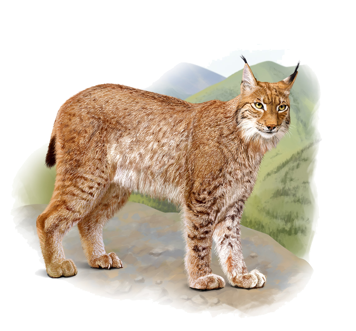 Lynx lynx isabellinus (Blyth, 1847)