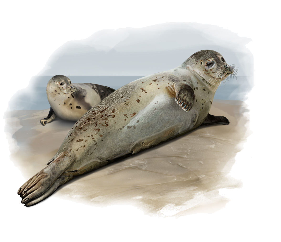 Pusa caspica (Gmelin, 1788)