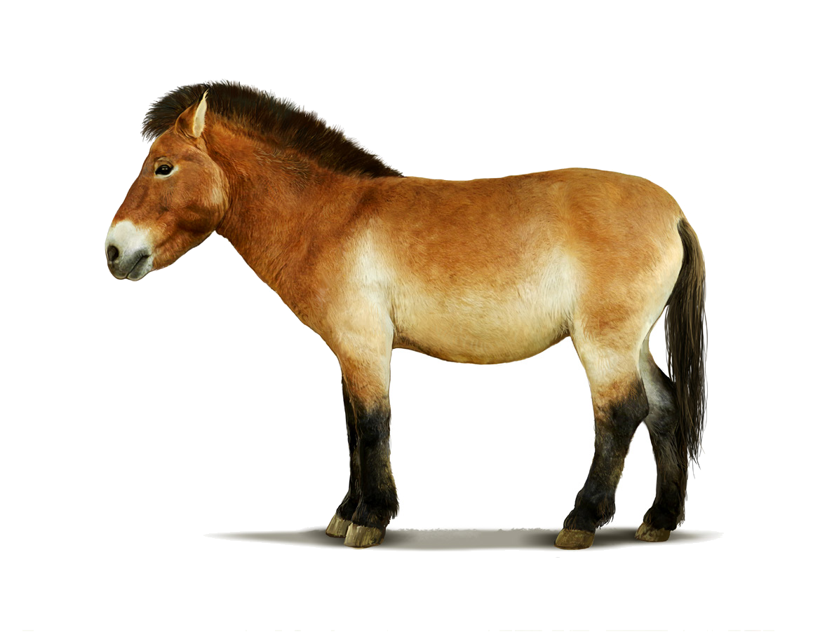 Equus ferus przewalskii Poljakov, 1881