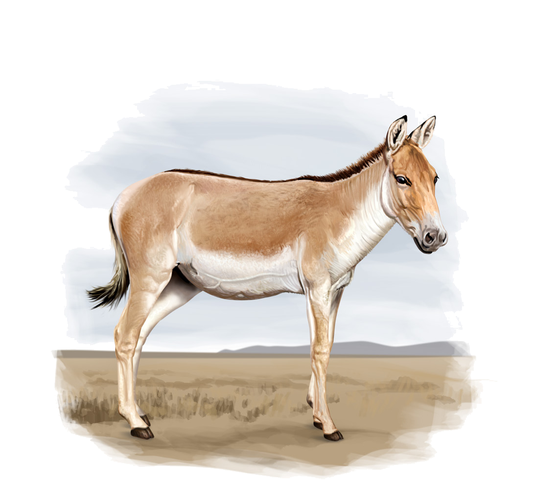 Equus hemionus kulan (Groves et Mazák, 1967)