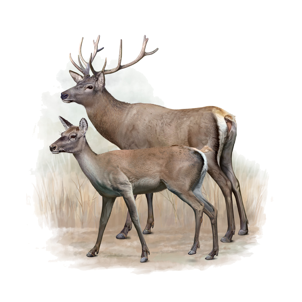 Cervus hanglu bactrianus Lydekker, 1900