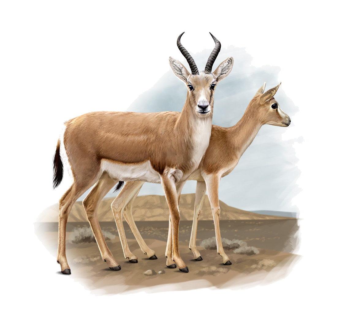 Gazella subgutturosa (Güldenstädt, 1780)