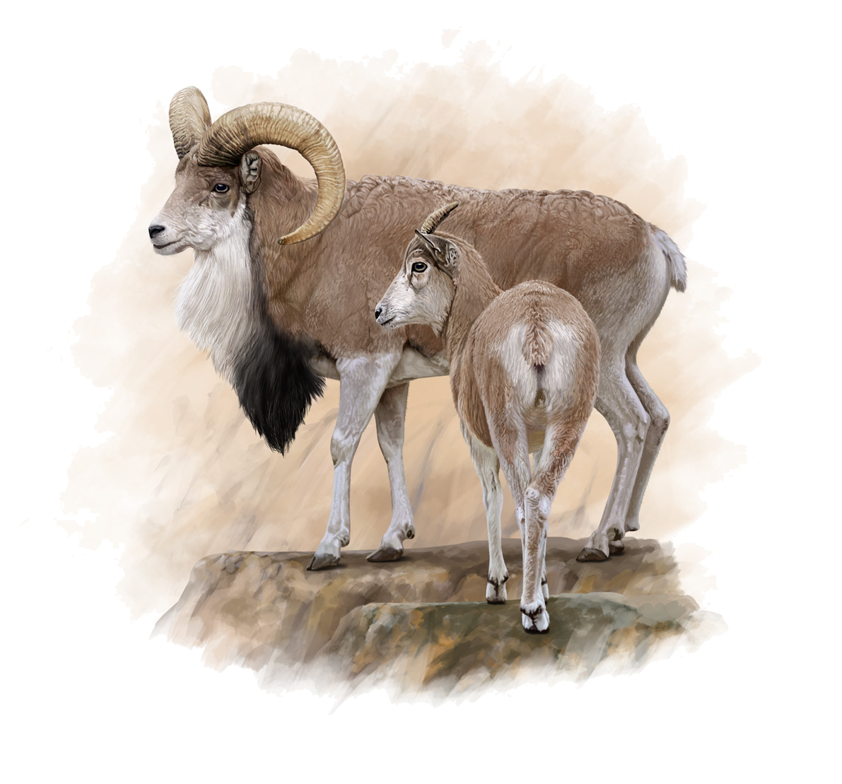 Ovis vignei arkal Eversmann, 1850