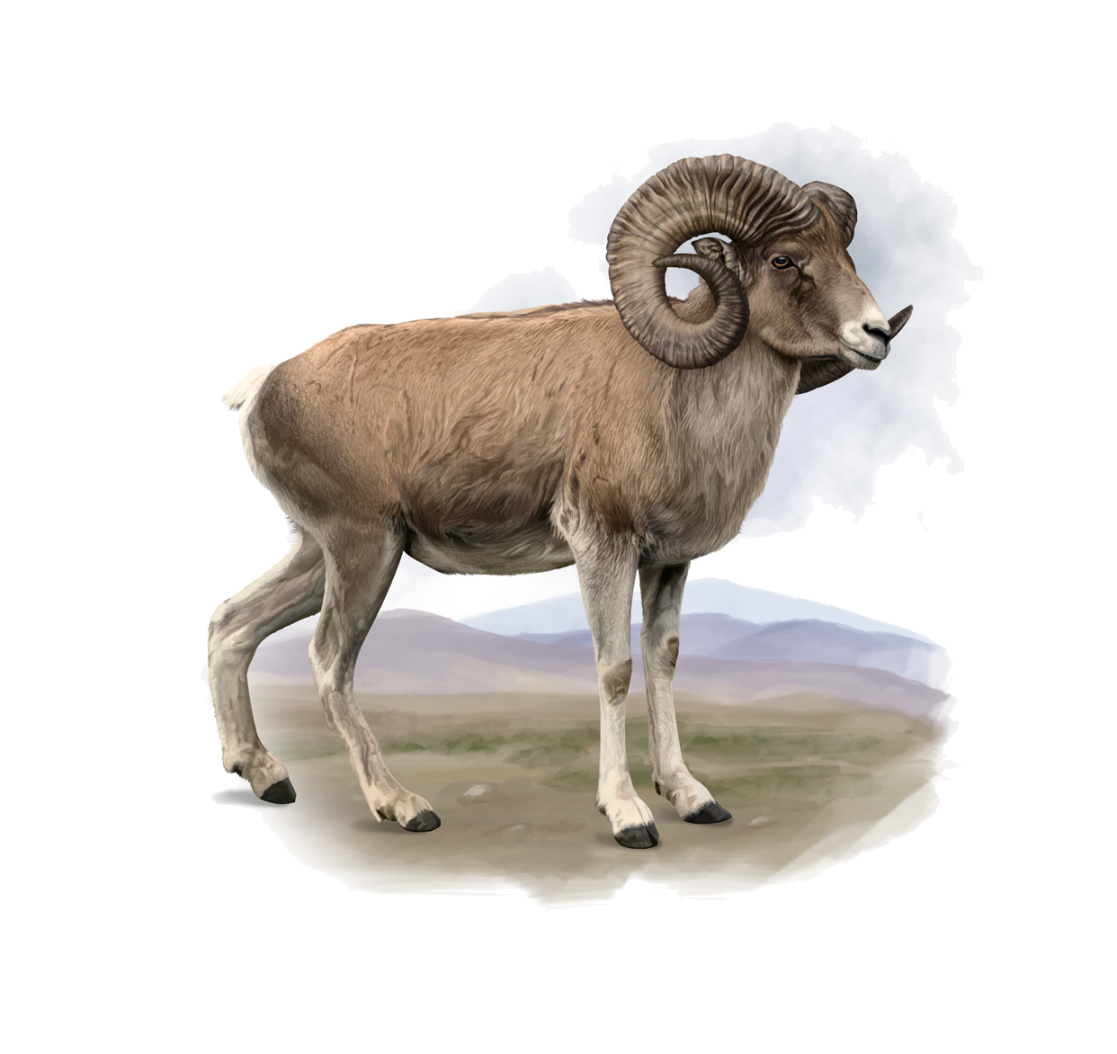 Ovis ammon ammon (Linnaeus, 1758)