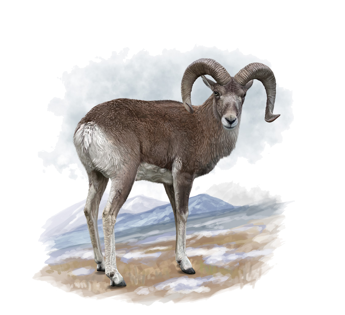 Ovis ammon severtzovi Nasonov, 1914