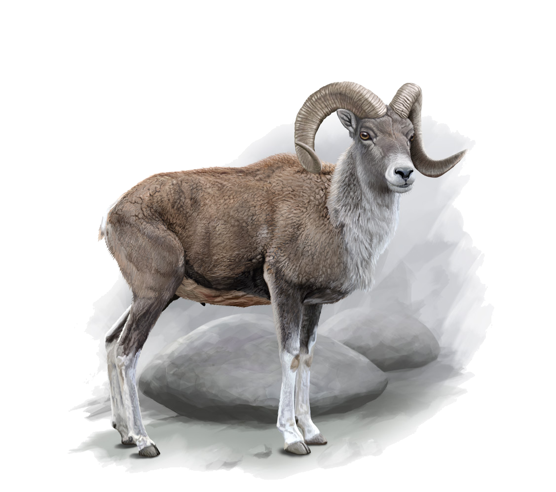 Ovis ammon collium Severtzov, 1873