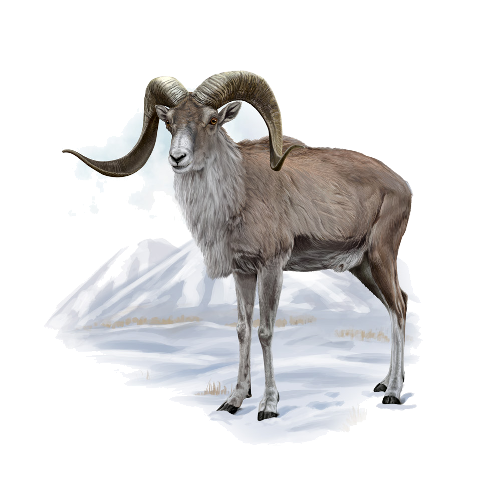 Ovis ammon karelini Severtzov, 1873