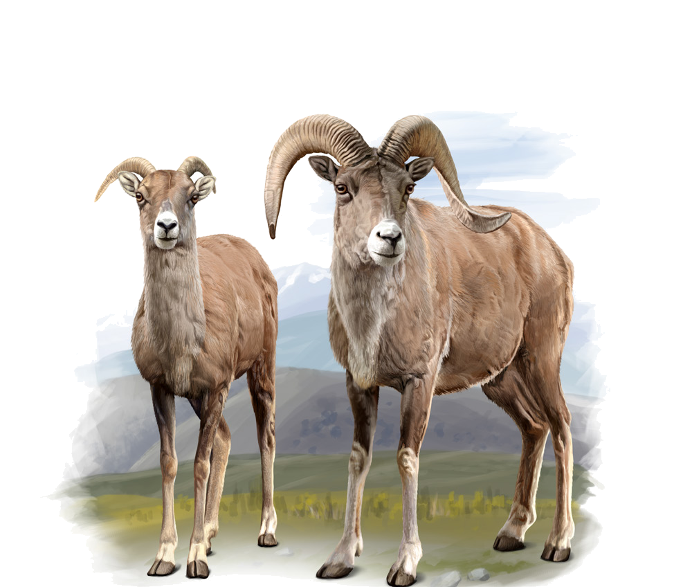 Ovis ammon nigrimontana Severtzov, 1873