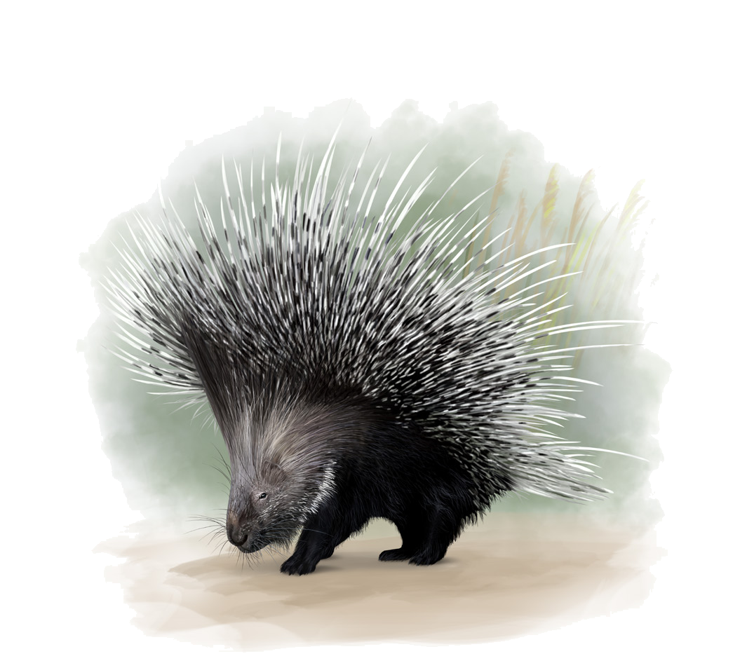 Hystrix indica Kerr, 1792