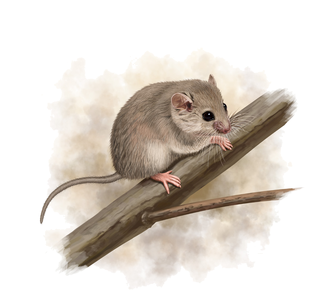 Selevinia betpakdalaensis Belosludov et Bazhanov, 1938