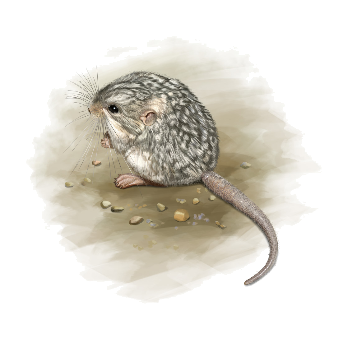 Cardiocranius paradoxus Satunin, 1902